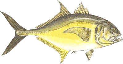 PDF) Biologia Reprodutiva da Pescada Amarela (Cynoscion acoupa