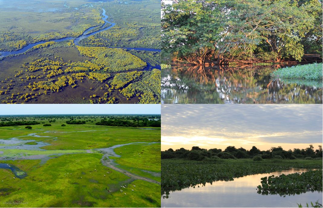 Pantanal – Flora e Fauna – Ambientebrasil – Ambientes