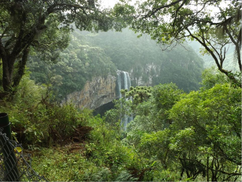 No Matagal De Uma Floresta Densa. Fundo Das Árvores Da Floresta