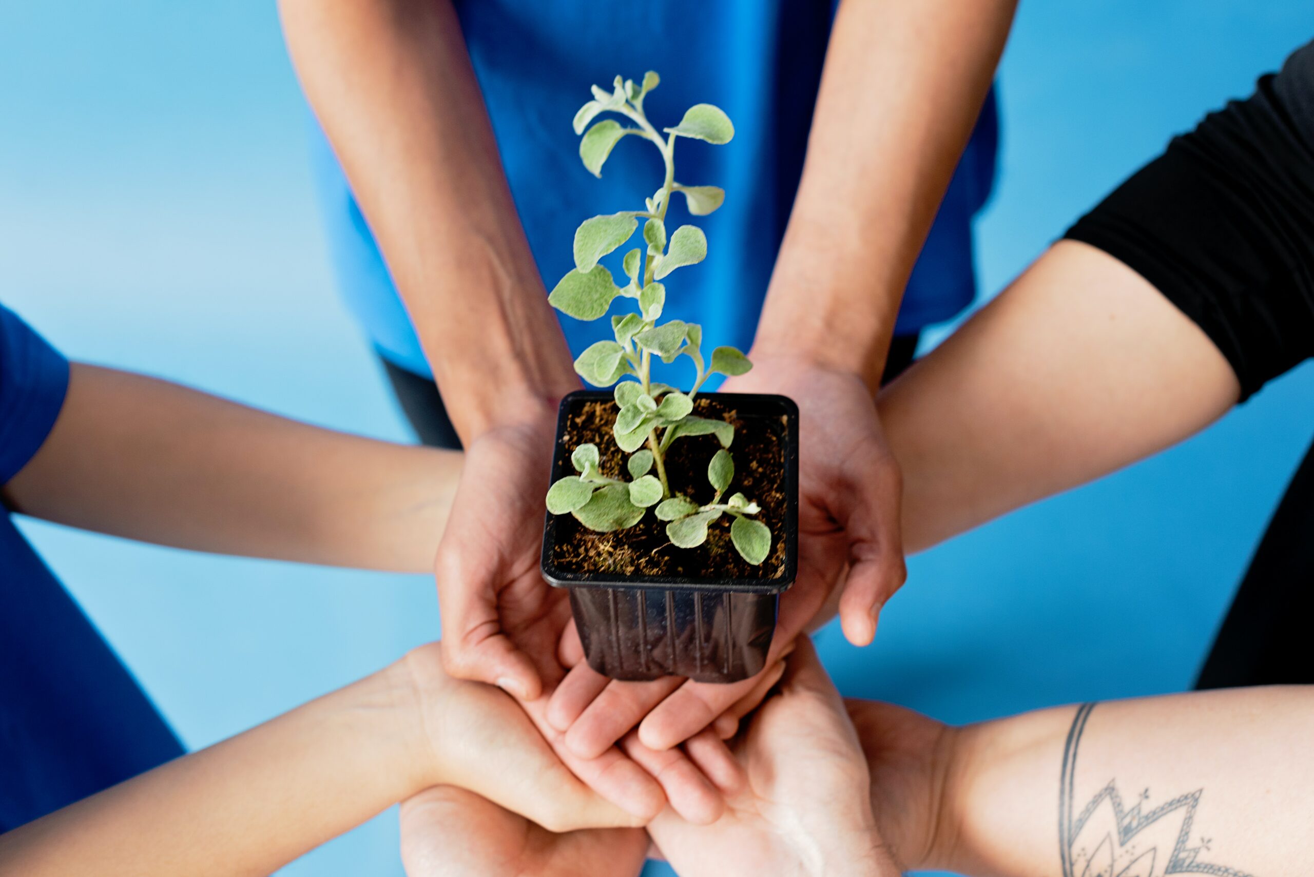 CONSCIÊNCIA AMBIENTAL