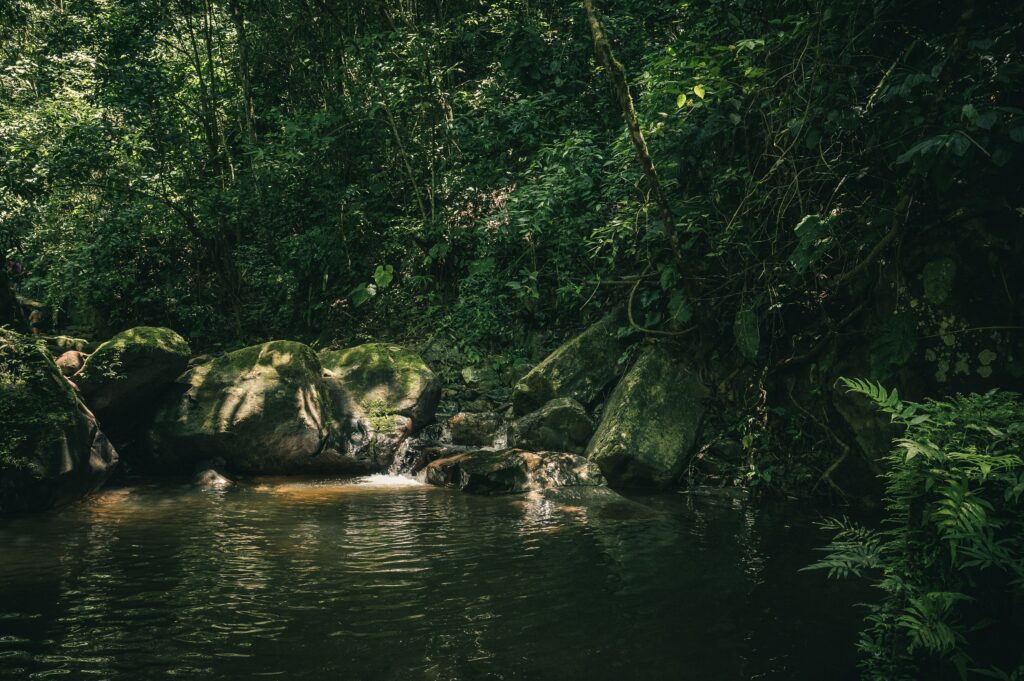 Clima e Vegetação Do Brasil, PDF, Floresta Amazônica